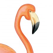 Flamingo Poster Detail